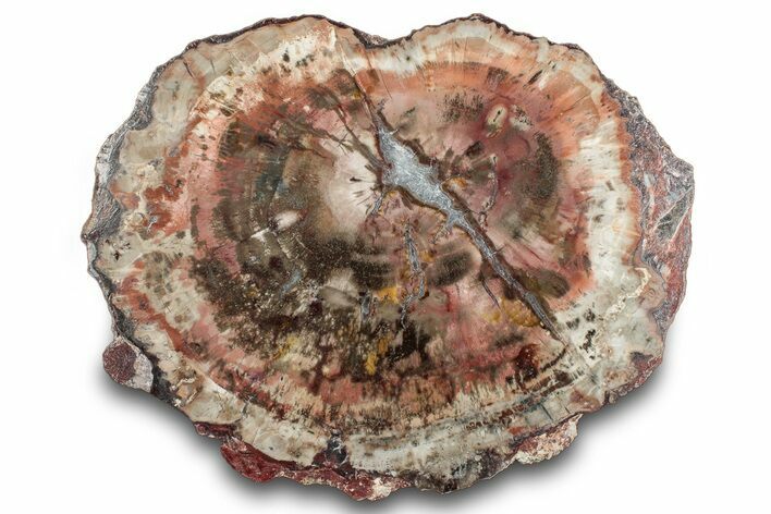 Polished Petrified Wood Slab - Arizona #284046